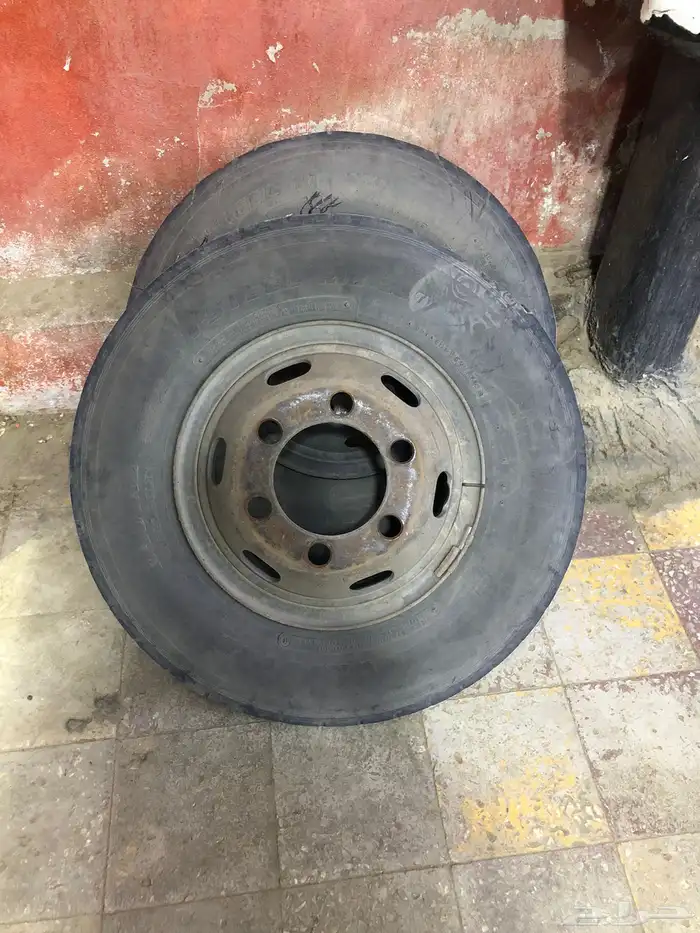 جنوط دينا شنبر 0