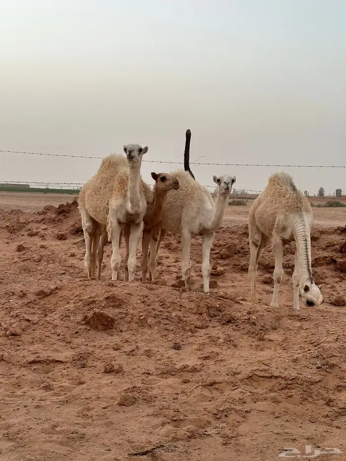 ثلاث عشاير ولقحه 7