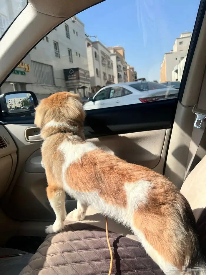 جرو نصف بابيون ونصف مالتيز للبيع 2