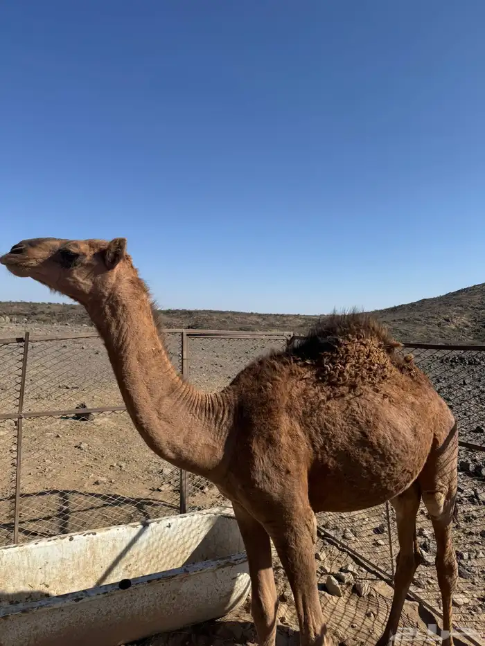 قعود للبيع 2