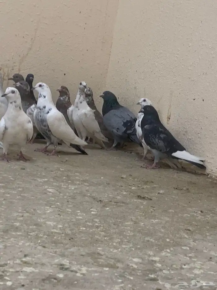حمام بلدي 0
