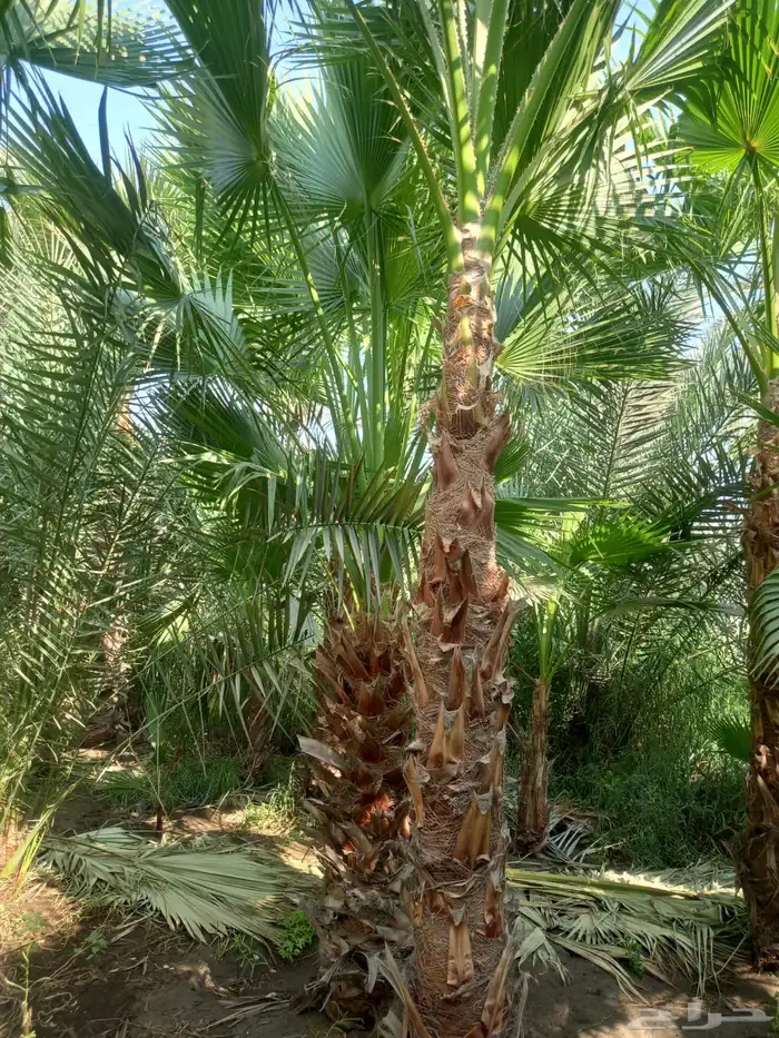 تنسيق الحدائق 20