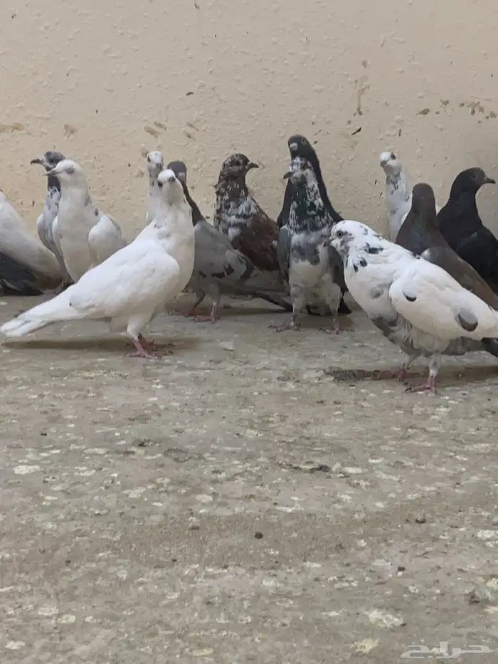 حمام بلدي 2