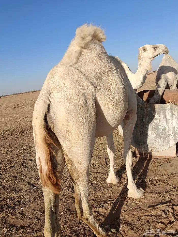 ثلاث عشاير ولقحه 2