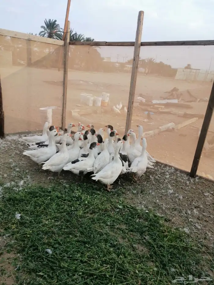 وز للبيع العدد بين ذكر والنثئ 25 0