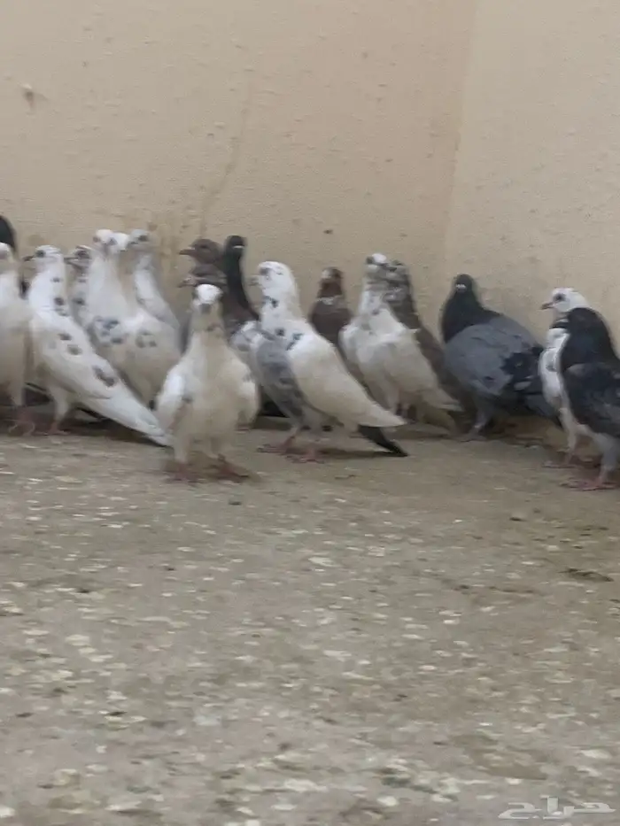حمام بلدي 4