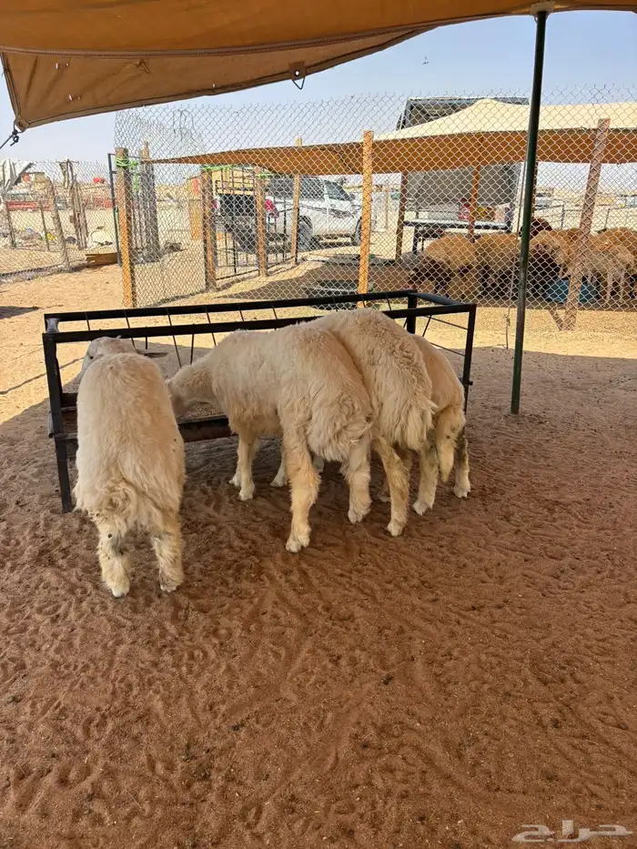 ذبايح حري ذبائح نعيمي خروف سواكني 1