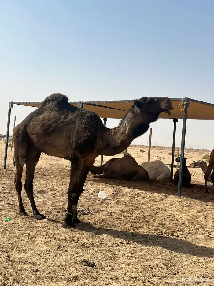 قعود اصفر كفو 0
