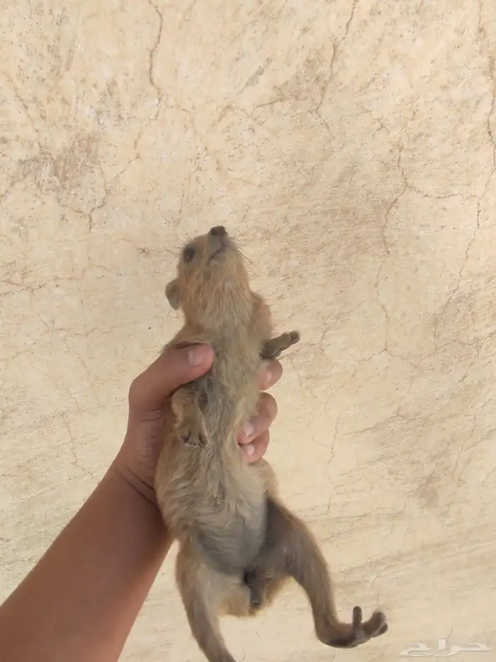 وبر 5
