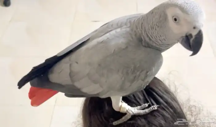 كاسكو هدد مع الاطفال 1