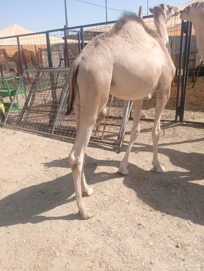 قعدان صومالي أوزان ممتازه وجوده عاليه 1