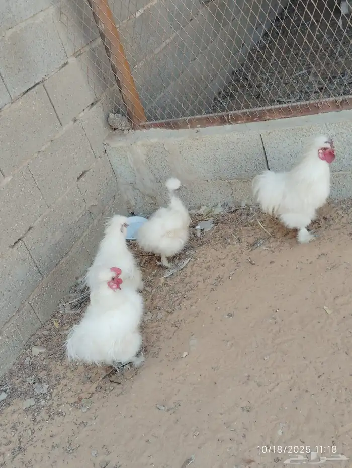 ديكين ودجاجتين قطنيات 0