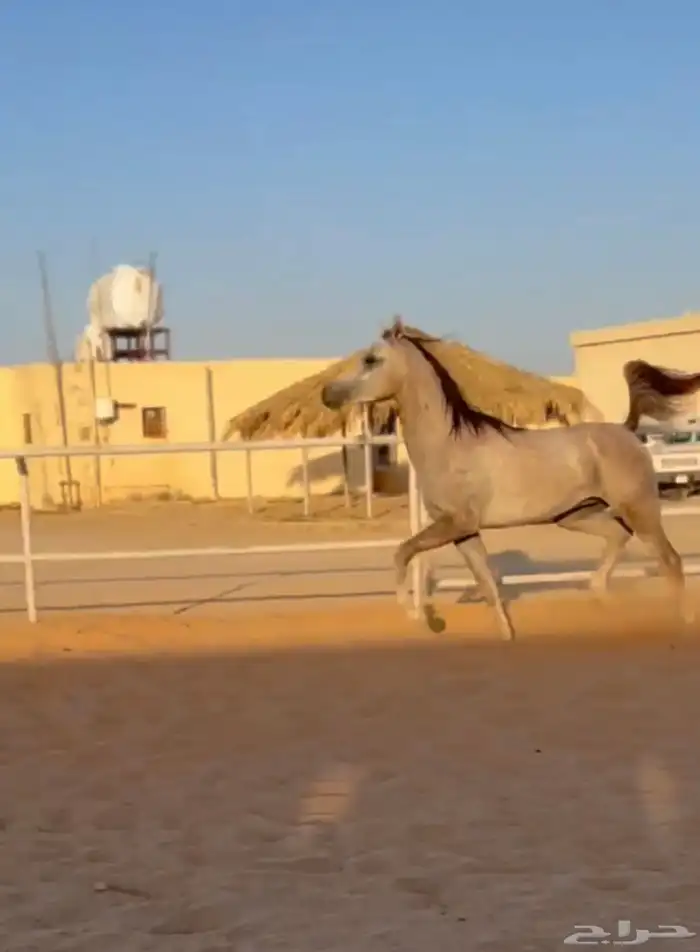 مهر واهو 2