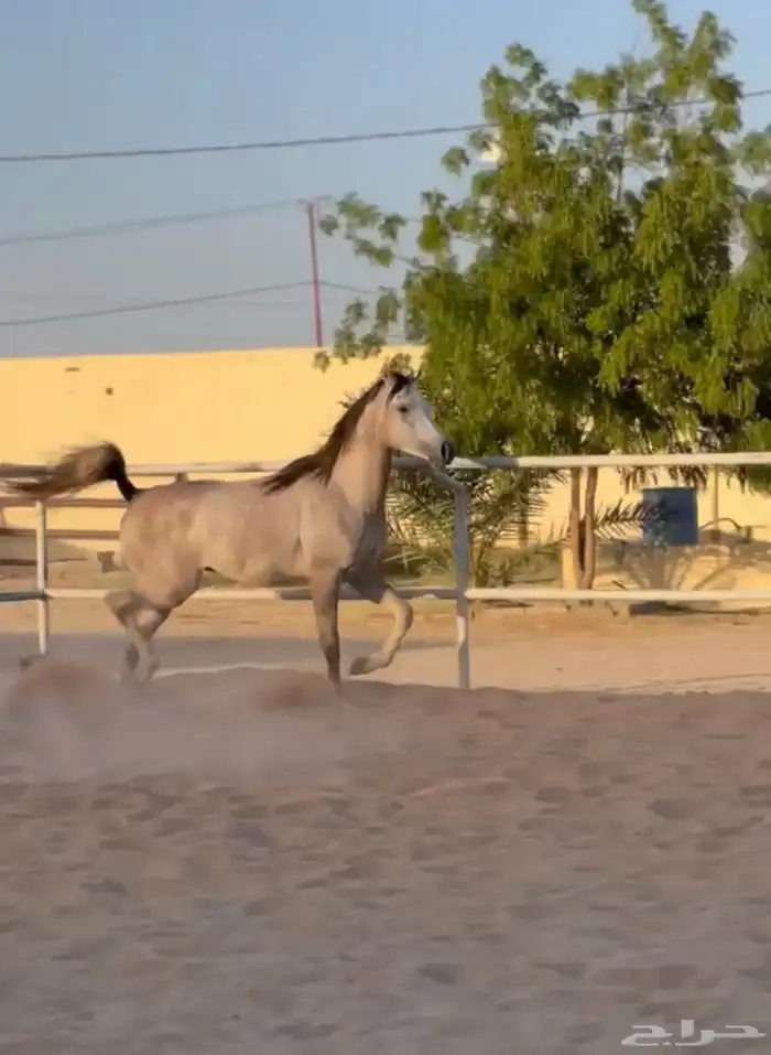 مهر واهو 1