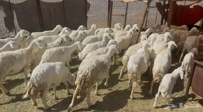 ضاان حريات مواليد 8