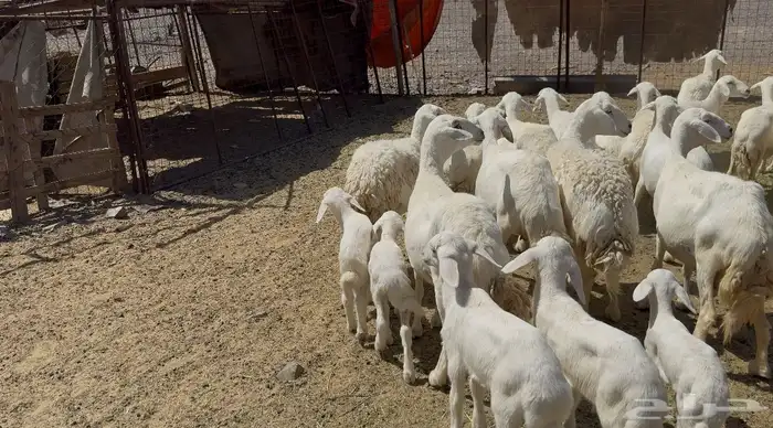 ضاان حريات مواليد 0