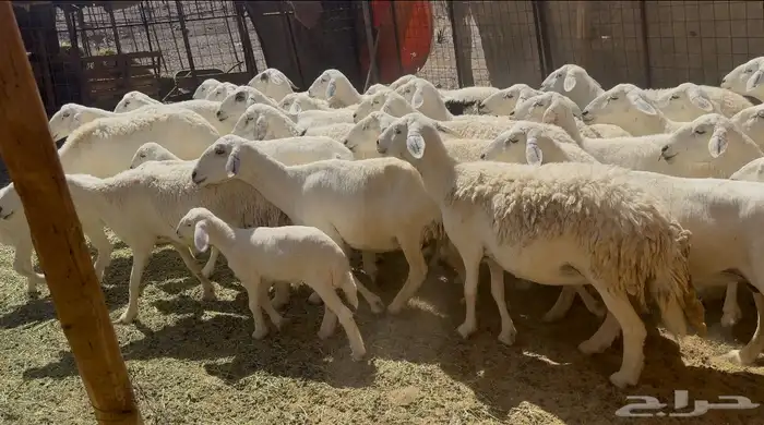 ضاان حريات مواليد 3