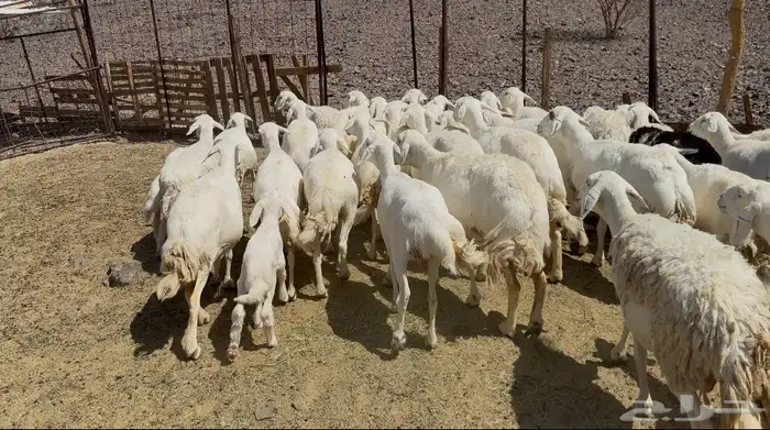 ضاان حريات مواليد 5