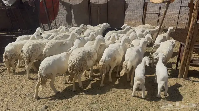 ضاان حريات مواليد 7