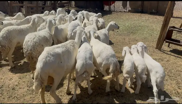 ضاان حريات مواليد 6