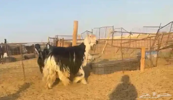 فحل نجدي صنف مشروط((( تم البيع ))) 0