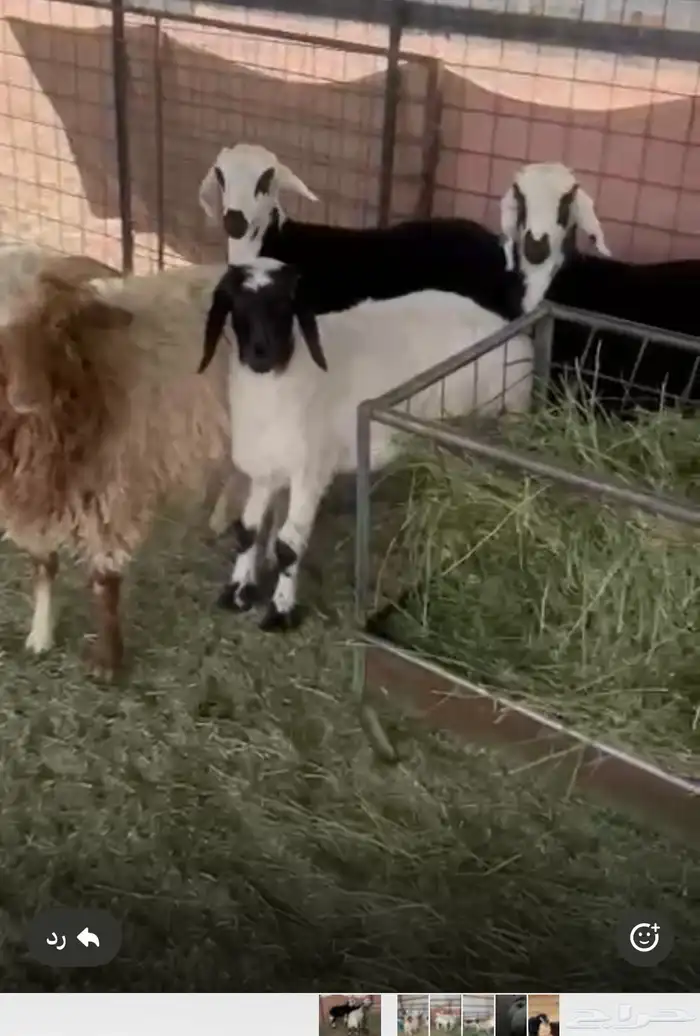 هرافي طيبه 0