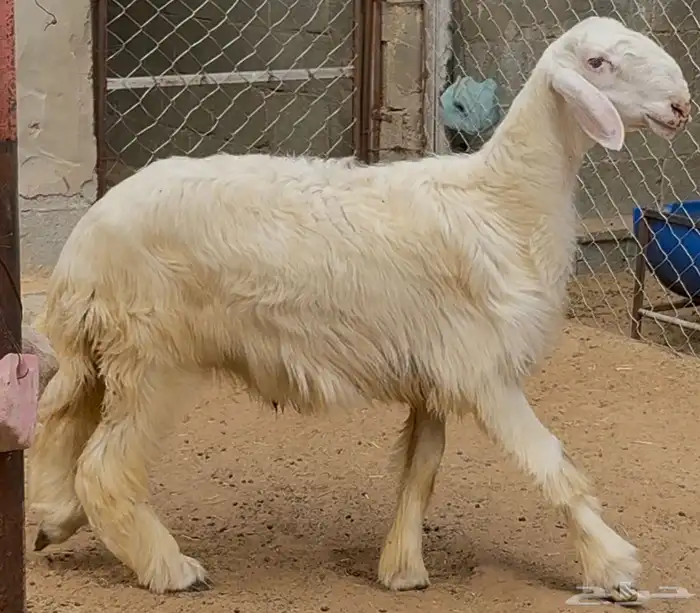 مشروع فحل مطور 2