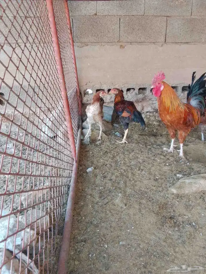 دجاج للبيع 2