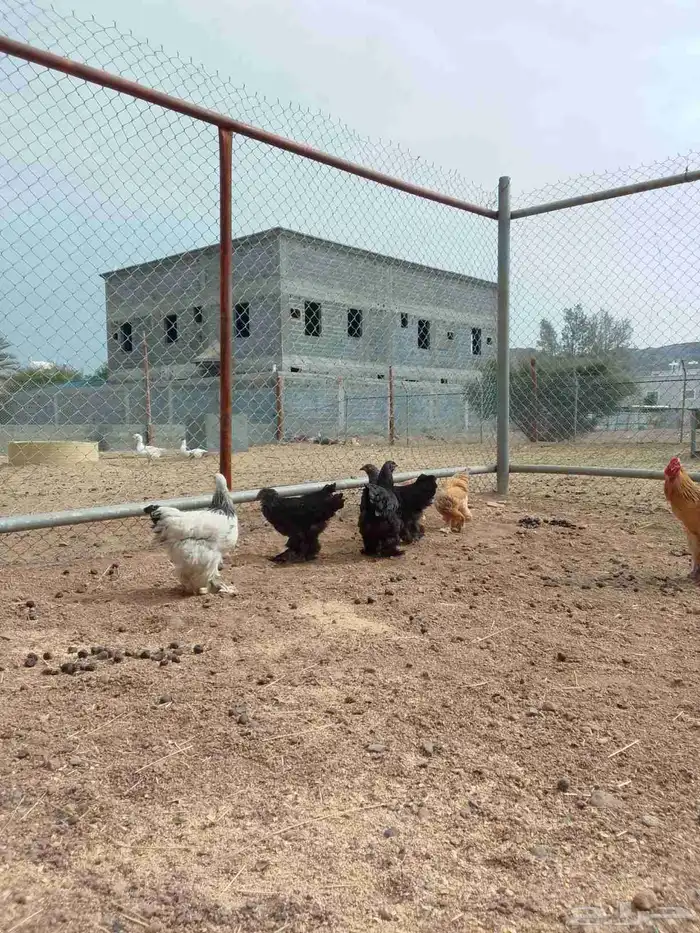 دجاج براهما 2