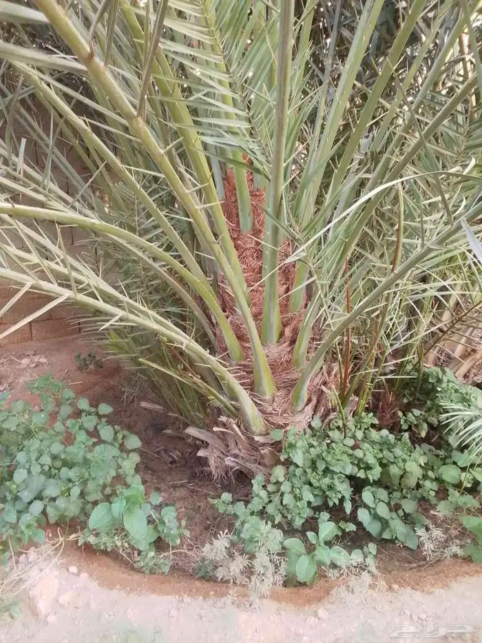 نخل مثمر للبيع فاخر 4