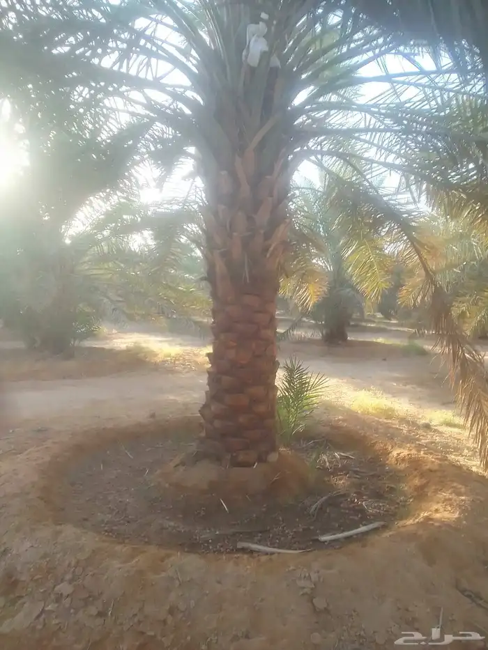 نخل للبيع 6