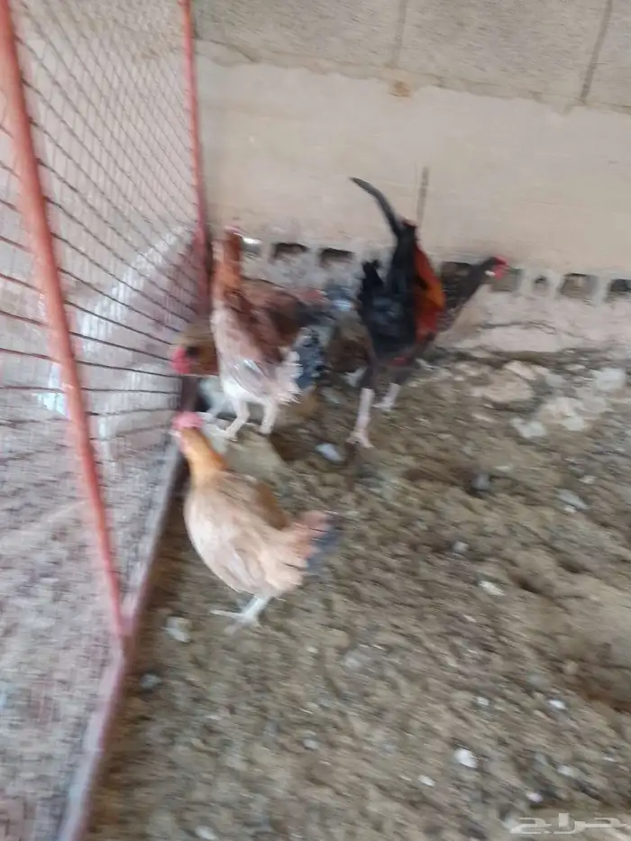 دجاج للبيع 4