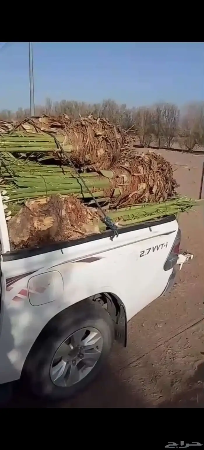 ابو عبدالله لتوريد النخيل 8