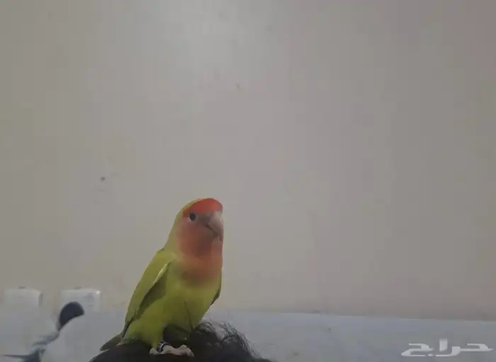 ببغاء روز 0