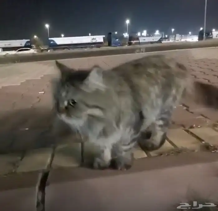 تبني 4