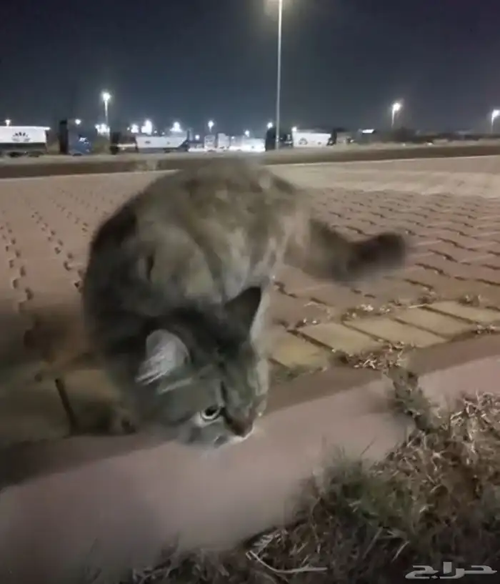تبني 3