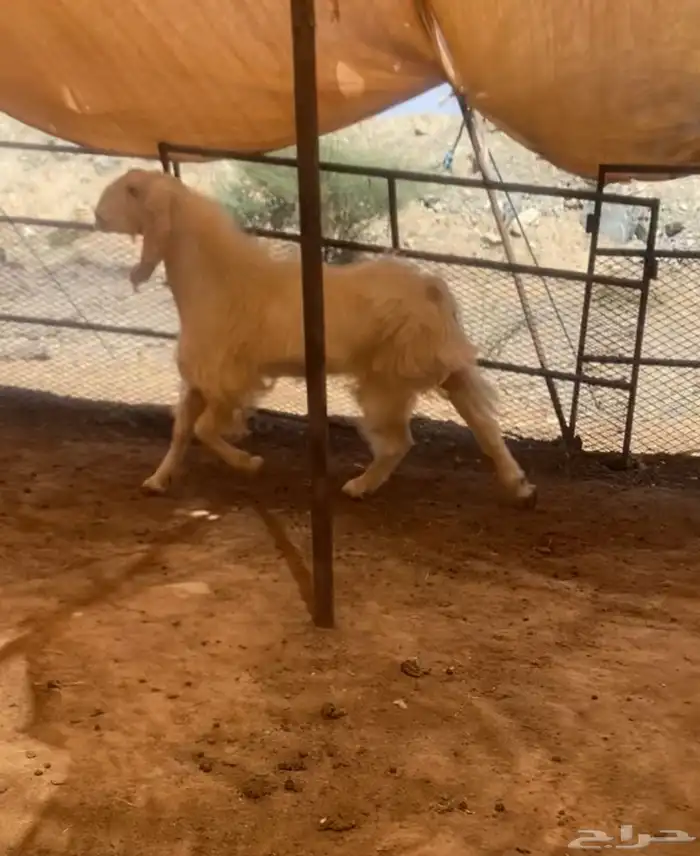 تيس فحل هولندي كفوو 4