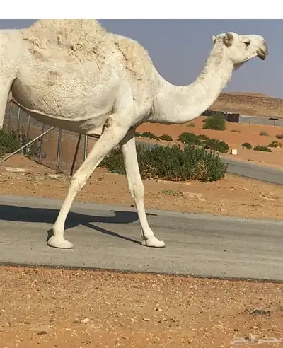 الرياض index
