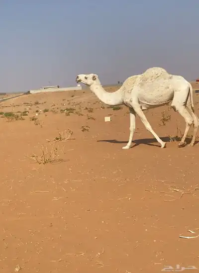 الرياض index