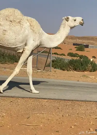 الرياض index