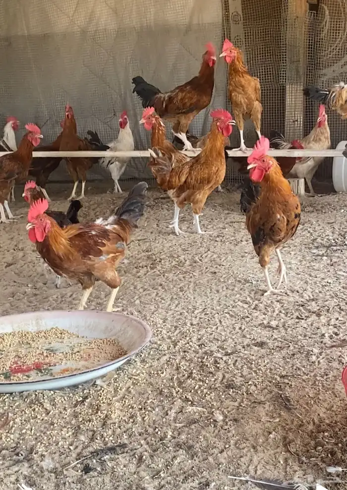 ديوك بلدي نظيفة للبيع الصحه شرط 1