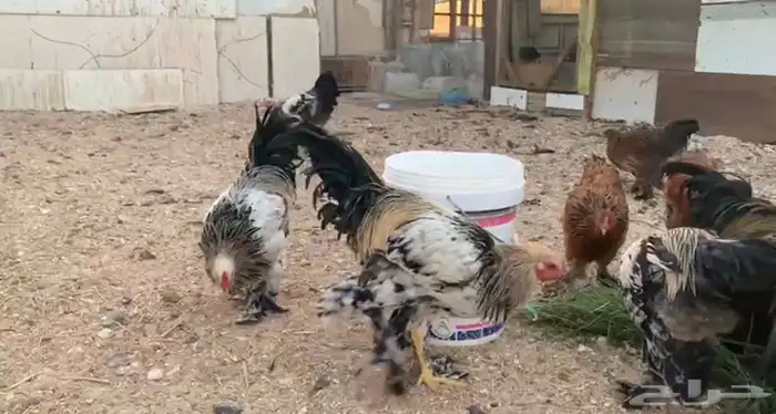 دجاج براهما 0