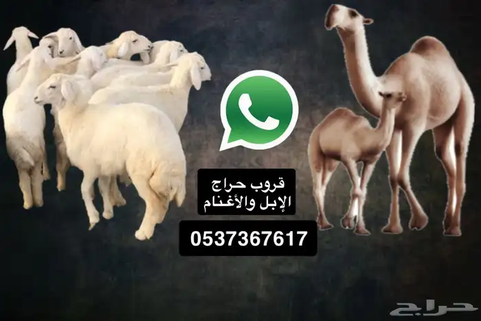 قروب حراج لعرض الإبل والأغنام 0