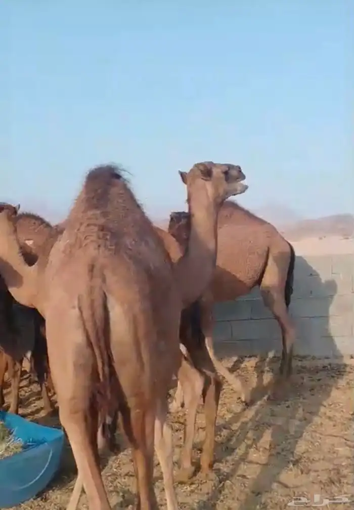 قروب لبيع الحاشي البلدي بالربع والثمن بالجموم 0
