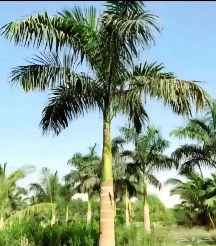 نخله ملوكي للبيع 0