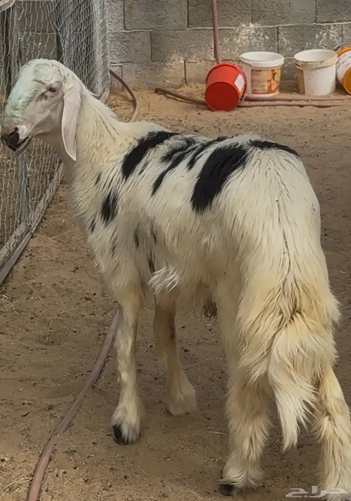 مشروع فحل اصفر 1