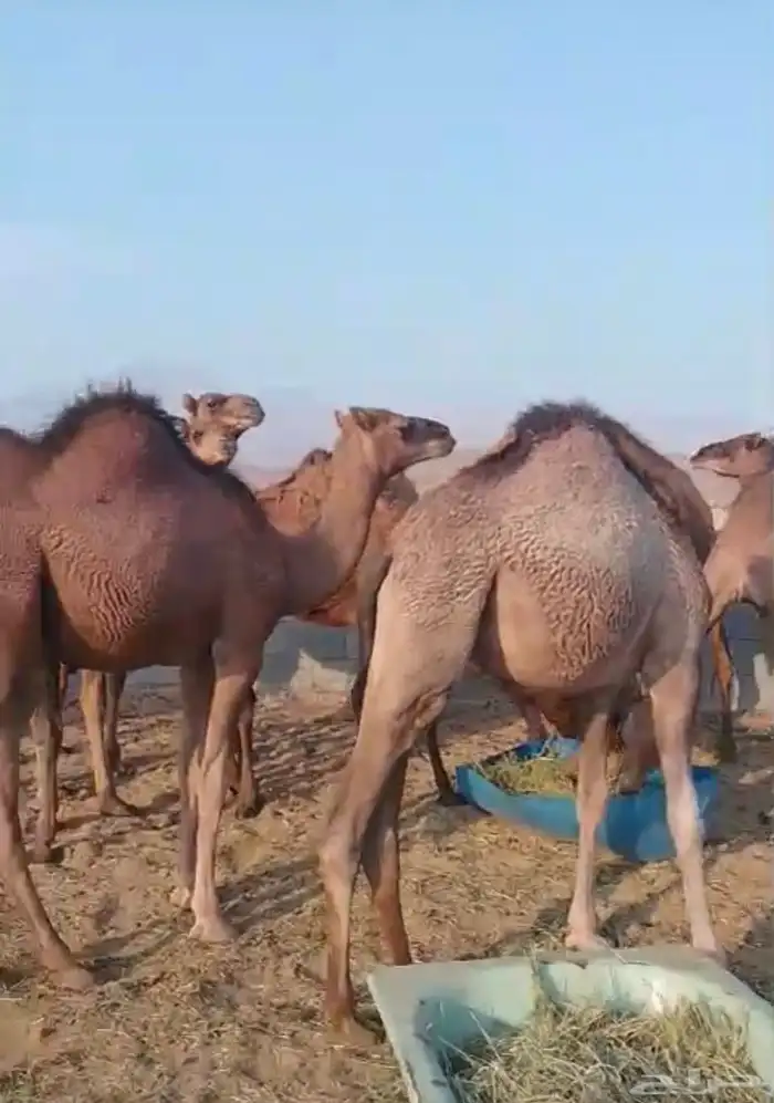 قروب لبيع الحاشي البلدي بالربع والثمن بالجموم 1