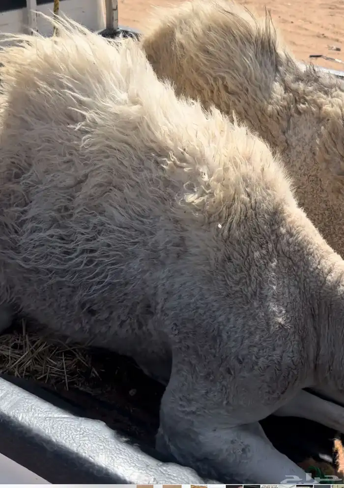 بكار للبيع 0