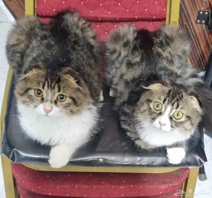 قطط سكوتش شيرازي 0