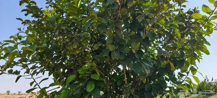 ليمون مكسيكي أخضر طبيعي خالي من الأسمدة الكيميائية 19